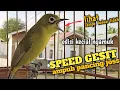Kecial Joss Suara Pendek Speed Balap Ampuh untuk pancingan kecial kuning malas bunyi agar gacor