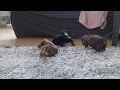 Mini Dachshund Puppies For Sale