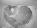Squirrel waking up and yawning