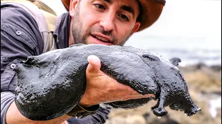 IT'S HUGE! Giant Black Slug!