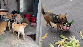 Highly intelligent dog asked its owner for money in order to eat fish😂
