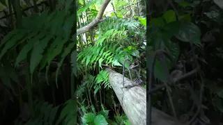 Https Youtu Be 65mFrgacvVc Si 0Jsb2vchOGihz8fC 