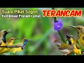 Download Lagu Suara Pikat Sogon Kombinasi Prenjak Lumut Terancam Ribut