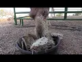 Pair Of Camels Enjoy Eating Spiky Cacti