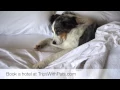Pet Friendly Hotels New York New York