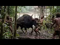 Lagu Indian Gaurs vs Korowai Tribe | Wild Jungle Encounter | Documentary