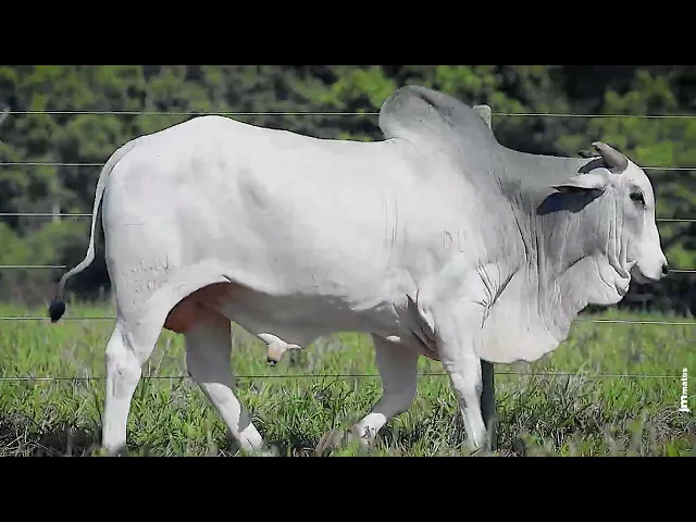 Touro Nelore VSCN - 930