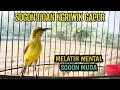 Download Lagu SOGON IJOAN GACOR SANGAT EFEKTIF UNTUK PANCINGAN SOGON IJOAN AGAR RAJIN BUNYI DAN MENTAL FIGHTER