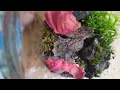 Time laps of my terrarium