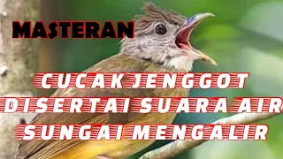 Download TERAPI CUCAK JENGGOT STRES MACET BUNYI || MASTERAN CUCAK JENGGOT MP3