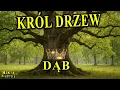 Download Lagu The Magic Tree - OAK - Shakes All Nature!