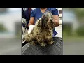 Abandoned Shih Tzu being rehabilitated will soon be ready for forever home