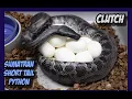 Last Sumatran Short Tail Python Clutch