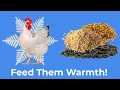 Winter Treats for Chickens Keep Your Flock Warm and Healthy