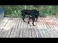I USED WOOD PALLETS INSTEAD OF CONCRETE IN MY ROTTWEILER KENNEL