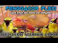 Download Lagu Terapi Penggacor Pleci paling Ampuh Agar Pleci Buka Paruh // Terapi Pleci Koloni Terbaru MP3