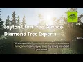 Layton Tree Service - Diamond Tree Experts