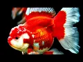 Download Lagu 13 Jenis Ikan Mas Koki Yang Suka Di Pelihara