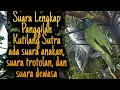 Download Lagu SUARA PANGGILAN BURUNG KUTILANG SUTRA RIBUT