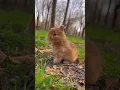 Download Lagu Een schattig konijntje is schattig.  Konijn.  Een schattig klein schattig huisdier op het plattelan