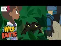 Download Lagu Wild Kratts | Shadow: The Black Jaguar | Full Episode | Season 2