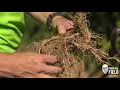 From the Field - Corn Root Systems