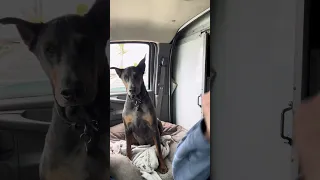 #fyp #dream #doberman #pets #youtube