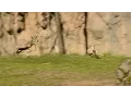 Tiny gazelle leads high-speed chase at zoo