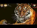 bunyi harimau malaya | tiger roar sound effect | ringtone | mp3 | angry