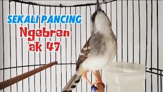 ciblek kristal gacor ngebren ak 47 variasi sekali pancing ciblekmu nyaut