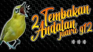 masteran pleci mewah 2 tembakan andalan pleci juara g12 masteranpleci masteranplecig12