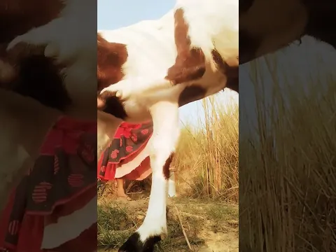 #animals