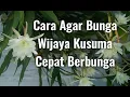 Download Lagu Cara Agar Bunga Wijaya Kusuma Cepat Berbunga