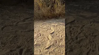 Help me identify this rattlesnake. Western diamondback? Or a Southern Pacific rattlesnake? #snake