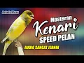 Download Lagu MASTERAN KENARI GACOR LAGU MEWAH NADA PELAN
