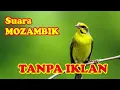 Download Lagu Masteran Mozambik Gacor | Masteran Kenari | Masteran Pleci | Full Tanpa Iklan