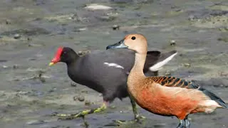 suara pikat burung belibis campur mandar batu 