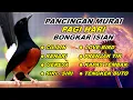 Download Lagu 🔴 LIVE 02 - Pancingan Murai Batu Malam Hari Full Isian Tembakan Kasar Murai Lain Pasti Emosi
