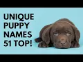 Unique Puppy Names 51 BEST TOP CUTE Ideas Names