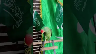 سارعي للمجد والعلياء علي فؤاد ببغاء ببغاء متكلم السعودية اليوم الوطني السعودي94 