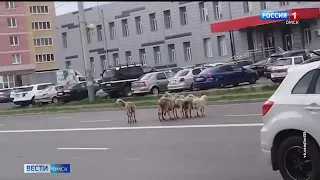 Жители Омска стали свидетелями необычной картины