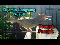 Lagu Seketika nyaut! Dengar suara prenjak gacor memanggil manggil lawan | burung prenjak 