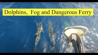 Dolphins, Fog and Dangerous Ferry!! OTB 109
