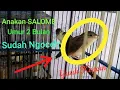 Download Lagu CICI PADI MERAH (SALOME) PAUD 2 BULAN  LAGI BELAJAR NYIUL + CALON GACOR # PANEN DARI SARANGNYA
