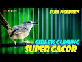 Download Lagu ciblek gunung ngebren super gacor  | shama bird