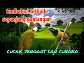 Download Lagu Masteran terbaik di gantangan cucak jenggot dan cungko 🔥
