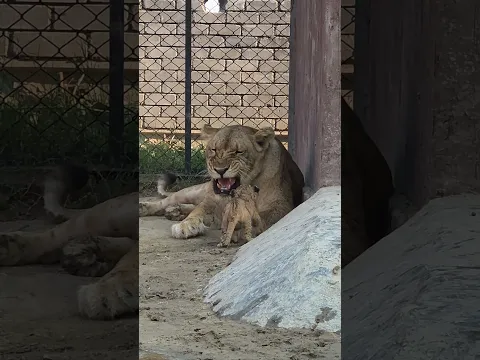 Little Lioness Attacks On Her Little Cub | Nouman Hassan