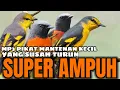 Download Lagu SUARA PIKAT BURUNG MANTENAN KECIL PALING AMPUH
