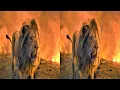 Download Lagu 3D Clip: Pride fights Hyenas• The Lion King • 5.1 Audio