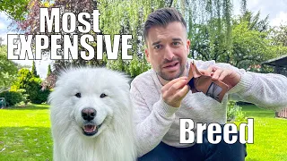 How much does owning a Samoyed really costs